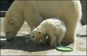 The polar bear cubs, born in November will make their first public appearance in early May.