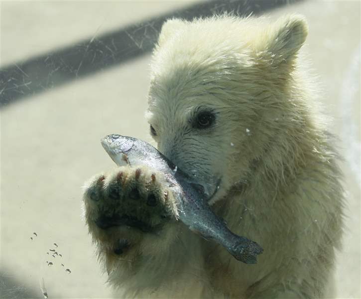 Public help sought in naming Toledo Zoo's polar bear cubs - The Blade