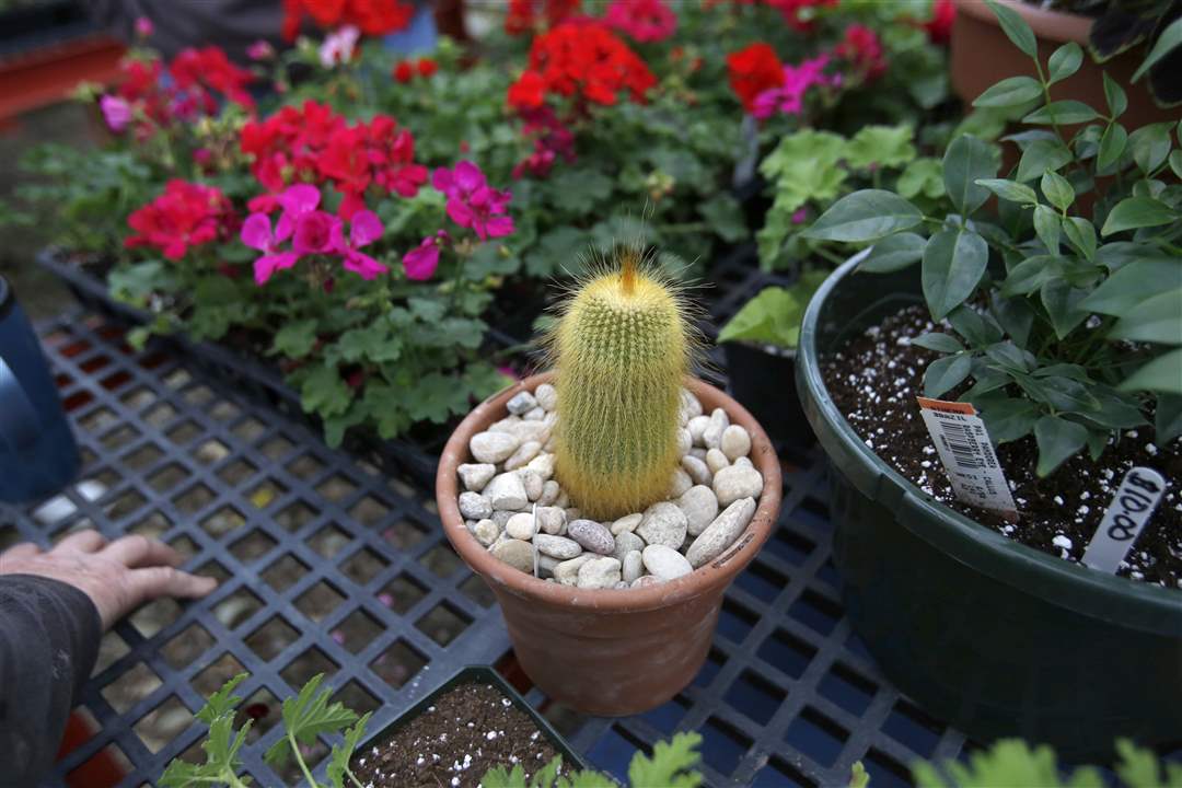 Owens-plant-sale-cactus