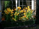  Tall and small flowers that complement one another in this springtime window box assortment.