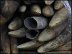 Ivory tusks are displayed after being confiscated by Hong Kong Customs in Hong Kong.