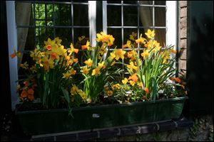 Tall and small flowers that complement one another in this springtime window box assortment.