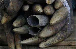 Ivory tusks are displayed after being confiscated by Hong Kong Customs in Hong Kong.