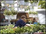 Joan Miller, of Rossford, center, picks out a few flowers to purchase Saturday morning at Penta Career Center in Perrysburg Township.