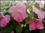  ALTERNATIVES TO IMPATIENS: Impatiens may be at risk this season from impatiens downy mildew, an aggressive mold triggered by cool, moist weather, that can quickly destroy them. Impatiens should not be planted where impatiens downy mildew occurred last year. Here are suggestions for shade-tolerant flowers that can be used in place of impatiens. 