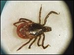  The Ohio Department of Health has told local officials that it no longer will provide lab testing for arthropods such as ticks, which can carry Lyme disease.