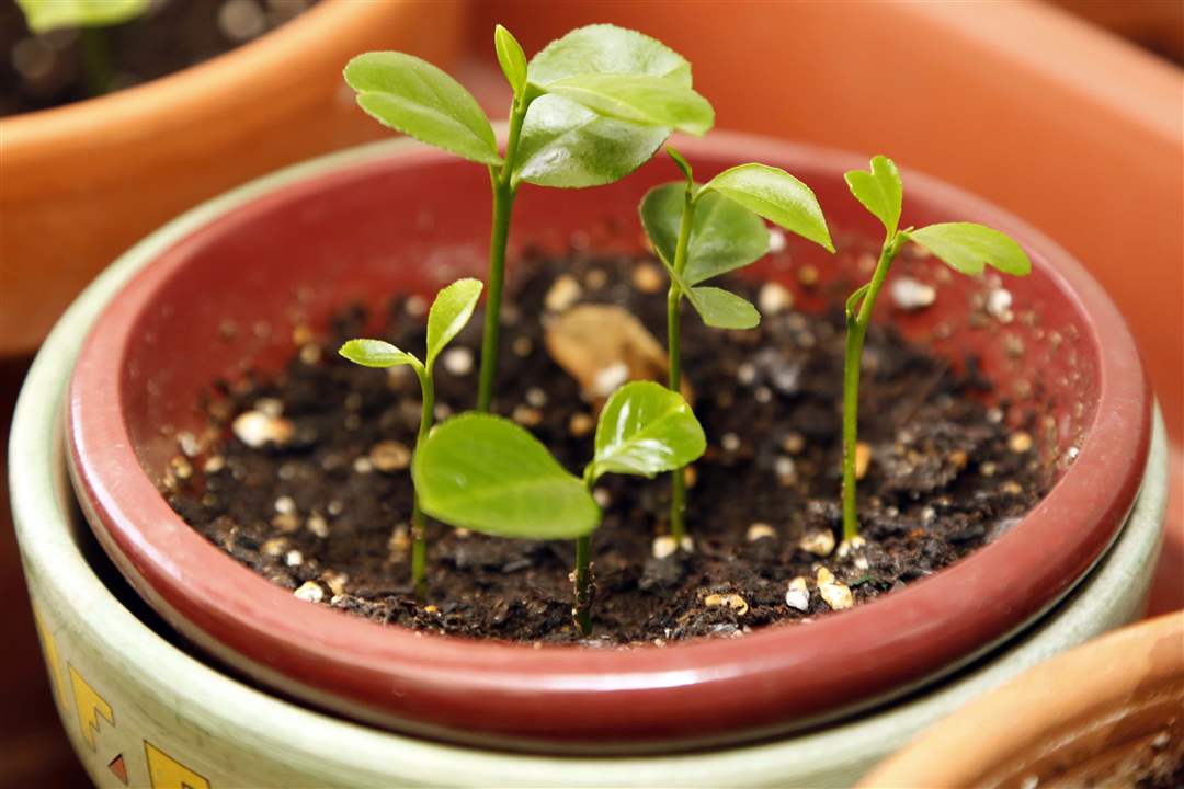 Weed-It-Ronald-Knab-s-Winter-Lemon-Seedlings