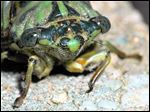  A close up of the head of a cicada.