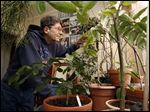  Ronald Knab lives in a small South Toledo apartment packed with 26 citrus trees including orange, lime, lemon, gogi, papaya, and figs.