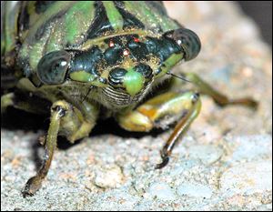 A close up of the head of a cicada.