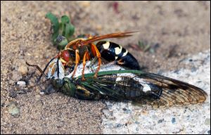 Cicada-killer wasp on top of a cicada. 