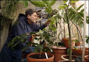 Ronald Knab lives in a small South Toledo apartment packed with 26 citrus trees including orange, lime, lemon, gogi, papaya, and figs.