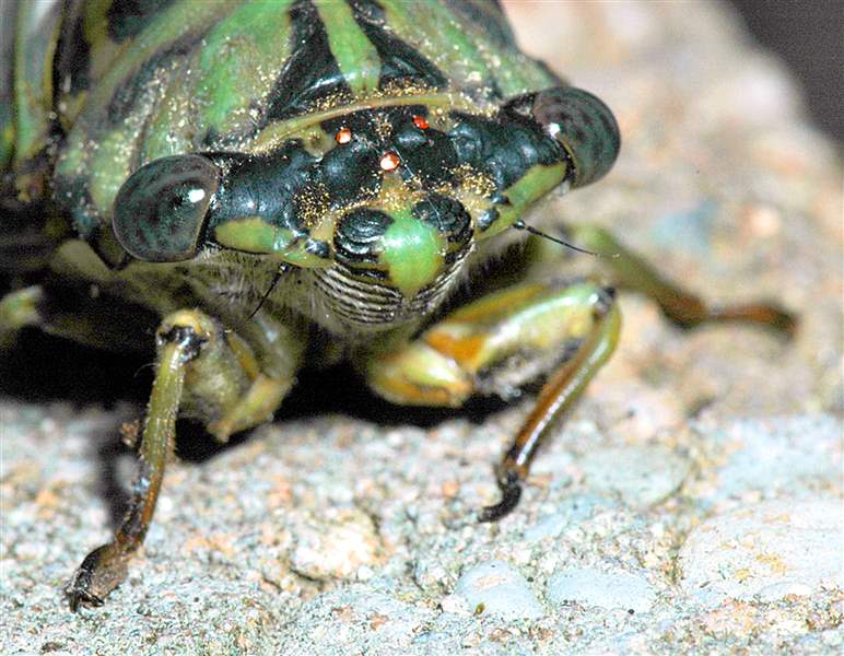 Cicada-closeup