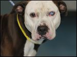  Pop Eye, a male pit bull mix.
