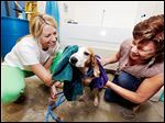 Volunteers Lindsay Czerniak of Toledo, left, and Robin Rayner of Bowling Green towel off Ella Mae, an American fox hound mix, after giving her a bath at the Lucas County Dog Warden’s Office in preparation for a ‘Fido and Feline Fiesta’ mega-adoption event this weekend.