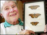  Doris Nettleman Stifel holds a case with female and male monarchs and, at bottom, a viceroy butterfly.