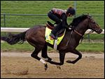  Exercise rider Jenn Patterson rides Kentucky Derby entrant Orb, an early 7-2 favorite to win the race, and trained by Shug McGaughey.