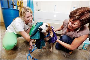 Volunteers Lindsay Czerniak of Toledo, left, and Robin Rayner of Bowling Green towel off Ella Mae, an American fox hound mix, after giving her a bath at the Lucas County Dog Warden’s Office in preparation for a ‘Fido and Feline Fiesta’ mega-adoption event this weekend.