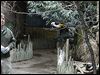  Robert Webster, Toledo Zoo curator of birds, watches White-Headed Buffalo Weavers inside the zoo's aviary.