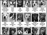  Dogs for Adoption.