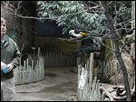  Robert Webster, Toledo Zoo curator of birds, watches White-Headed Buffalo Weavers inside the zoo's aviary.