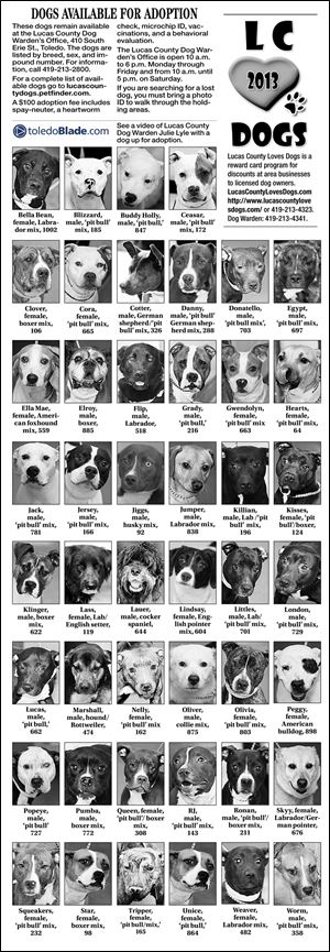 Dogs for Adoption.