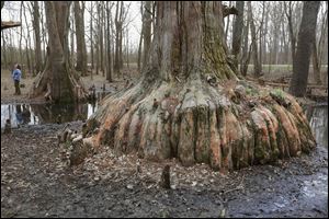Cypress trees, many of which are more than more than 1,000 yearsold and exceed 40 feet circumference, stand in the Cache River State Natural Area near Belknap, Ill.