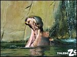  Bubbles delighted zoo visitors since 1955. The birth of her calf was the first hippo birth to be filmed. She was euthanized Tuesday.
