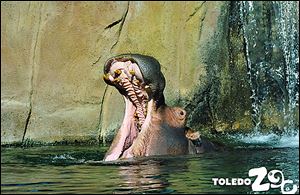 Bubbles delighted zoo visitors since 1955. The birth of her calf was the first hippo birth to be filmed. She was euthanized Tuesday.
