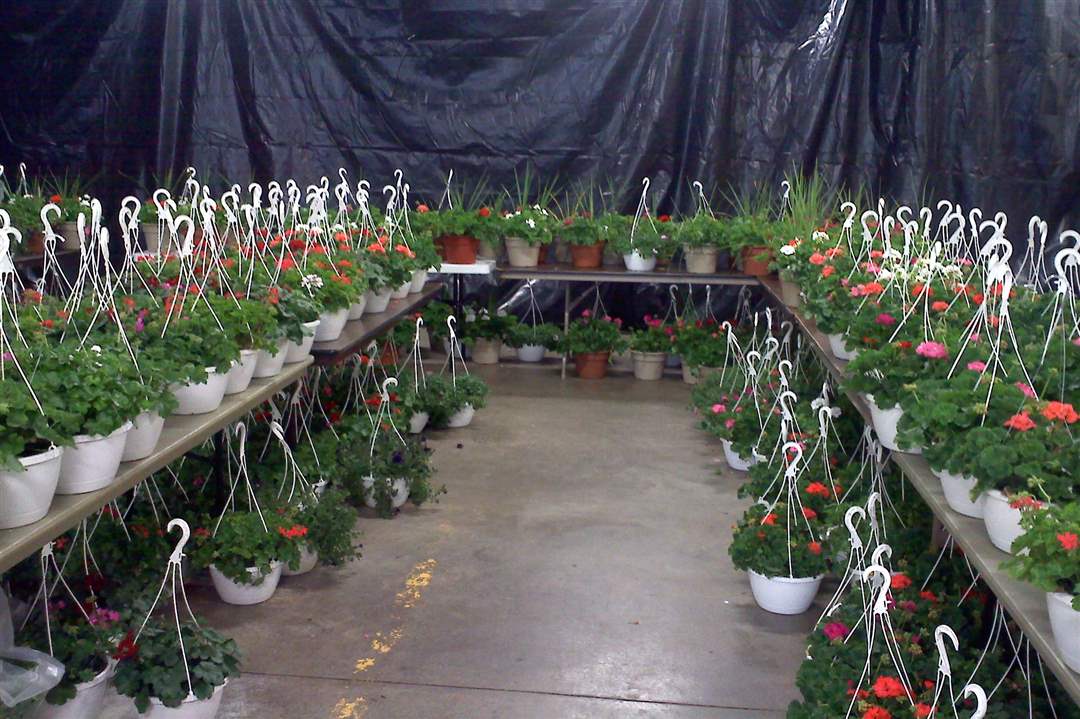 Flower Hospital Flower Sale The Blade