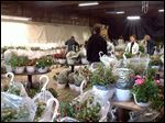  Shoppers on the hunt at Flower Hospital annual flower sale to benefit the hospice program.  