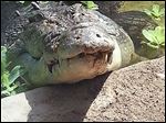  Baru, a 17-foot crocodile, will be featured in the Wild Walkabout exhibit at the Toledo Zoo. 