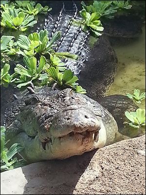 Baru, a 17-foot crocodile, will be featured in the Wild Walkabout exhibit at the Toledo Zoo. 