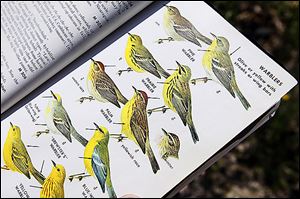 Martin McAllister has used this book to identify birds for decades. 'The Biggest Week in American Birding' festival is said to be designed for beginners. 