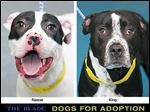  Dogs for adoption: Rascal and King.