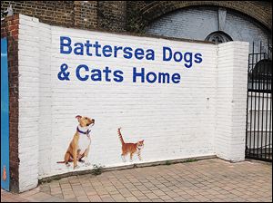 Battersea Dogs and Cats Home has been rescuing, reuniting, and finding new homes for dogs and cats in England since 1860. 