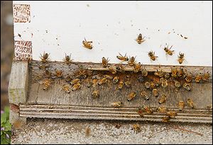 Bees move in and out of a hive at the 577 Foundation in Perrysburg. Upcoming crops requiring bees include pumpkins and pickles.