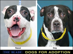 Dogs for adoption: Rascal and King.