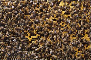 Besides the challenges of winter, bees face other foes, including  mites and chemicals.