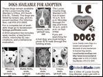  dogs for adoption: 5/12/2013