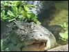  Baru, a saltwater crocodile, will become a permanent exhibit at the Toledo Zoo.