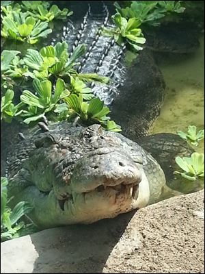 Baru, a saltwater crocodile, will become a permanent exhibit at the Toledo Zoo.