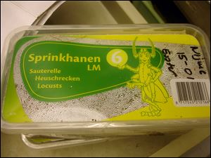 A packaging containing locusts for sale in the Netherlands.
