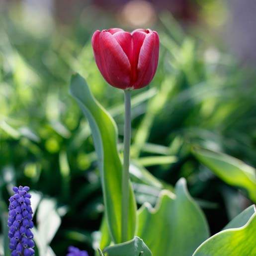 FEA-wiarmeditation06p-hyacinth-tulip