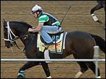  Exercise rider Rudy Quevedo trots Preakness Stakes entrant Titletown Five during a workout for Saturday's Preakness.