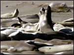  The influenza virus commonly crosses species barriers, and it wasn’t the first time a marine mammal has been found to carry a human strain.