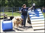  Staff behaviorist Aja Lebarr works with dogs in the dog play group at the Toledo Area Humane Society.
