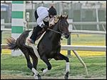  Jennifer Patterson gallops Kentucky Derby winner Orb at Pimlico. Orb could go off as an even money favorite to win the Preakness.
