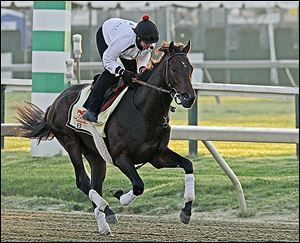 Jennifer Patterson gallops Kentucky Derby winner Orb at Pimlico. Orb could go off as an even money favorite to win the Preakness.