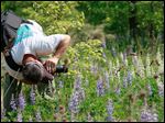  Todd Crail, a lecturer of Environmental Sciences for the University of Toledo, photographs wild blue lupine and white lupine along the University Trails bike and walk path near the Southview Savanna.